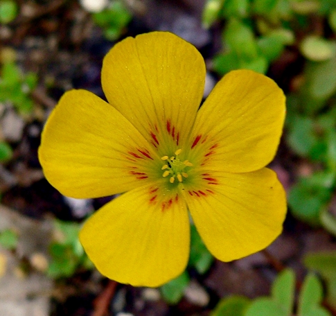 {Oxalis corniculata}